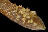 Amber-Yellow Calcite Crystals - Highly Fluorescent! #177283-1